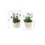 Artificial Succulent, Table Decor (Set of 2) - Green / Beige