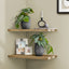 Artificial Alocasia Plant (Set of 2)