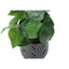 Artificial Alocasia Plant (Set of 2)
