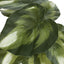 13" Tall, Artificial Plant, Monstera Calthea, Indoor, Faux, Fake, Table, Greenery, Potted, Decorative (Set of 2) - Green / Black