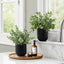 11" Tall, Artificial Plant, Eucalyptus Grass, Indoor, Faux, Fake, Table, Greenery, Potted, Decorative (Set of 2) - Green / Black