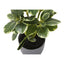 Artificial Ficus Elastica Plant (Set of 2)