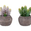 Artificial Succulent, Table Decor (Set of 2) - Green / Brown