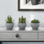 Artificial Succulent Plants (Set of 3)