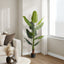 59" Tall, Artificial Plant, Strelitzia Tree, Indoor, Faux, Fake, Floor, Greenery, Potted, Real Touch, Decorative - Green / Black