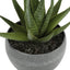 Artificial Succulent Plants (Set of 3)