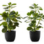 14" Tall, Artificial Plant, Ficus, Indoor, Faux, Fake, Table, Greenery, Potted, Decorative (Set of 2) - Green / Black