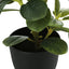 14" Tall, Artificial Plant, Ficus, Indoor, Faux, Fake, Table, Greenery, Potted, Decorative (Set of 2) - Green / Black